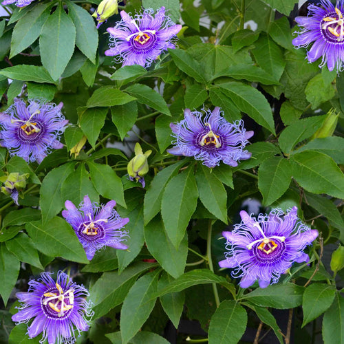Passiflora Seeds - Purple Passion Flower