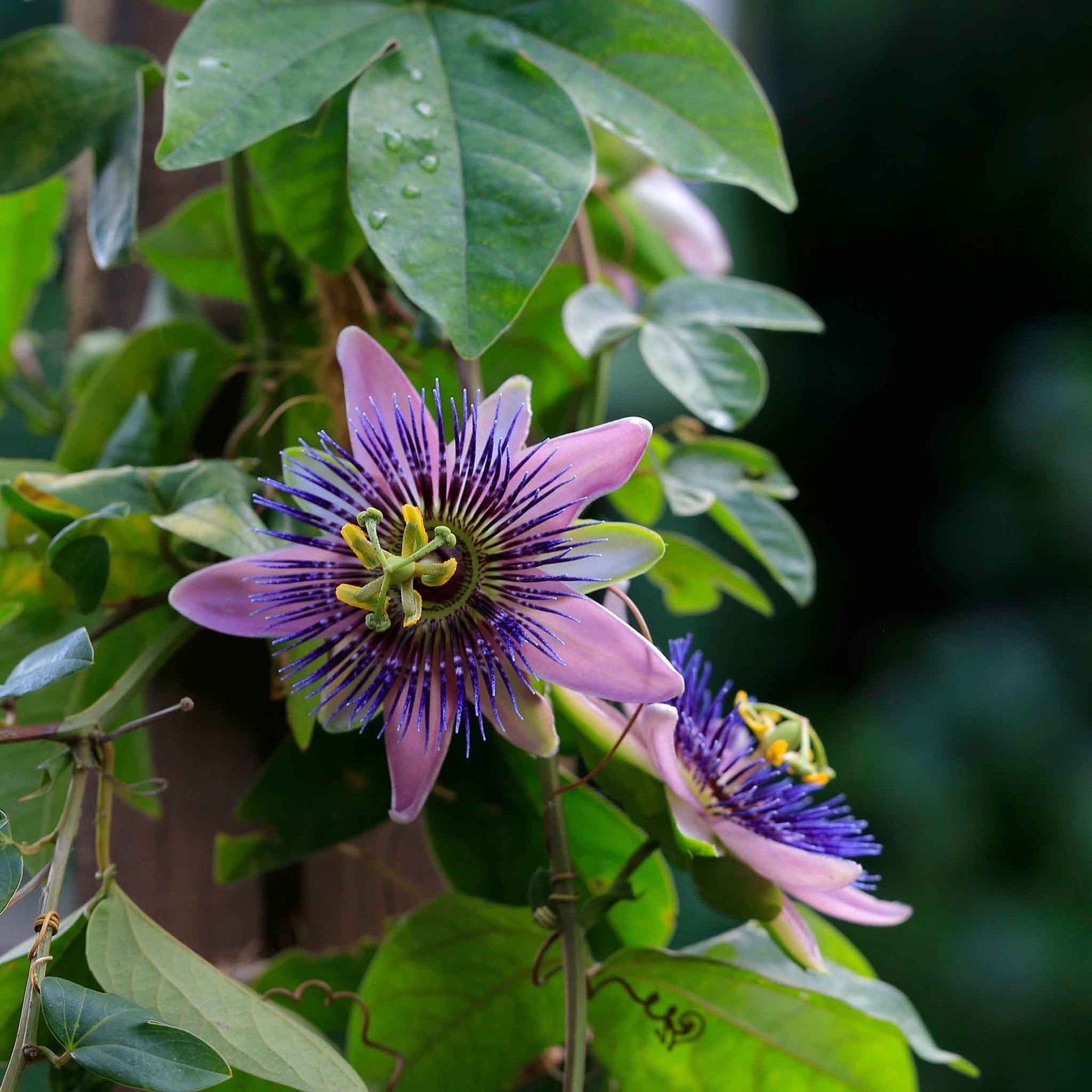 Passiflora Seeds - Purple Passion Flower