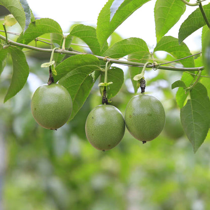 Passiflora Seeds - Purple Passion Flower