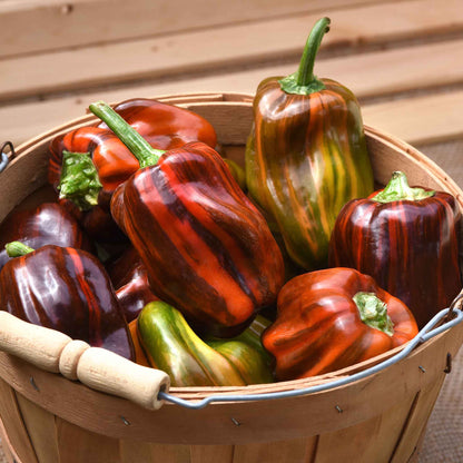 Sweet Pepper Seeds - Candy Cane Chocolate Cherry