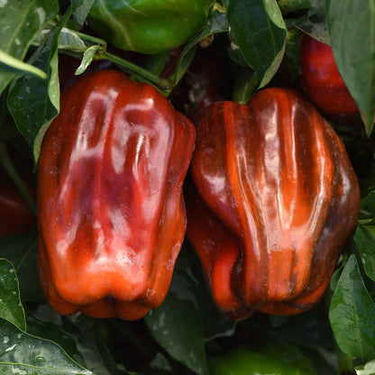 Sweet Pepper Seeds - Candy Cane Chocolate Cherry