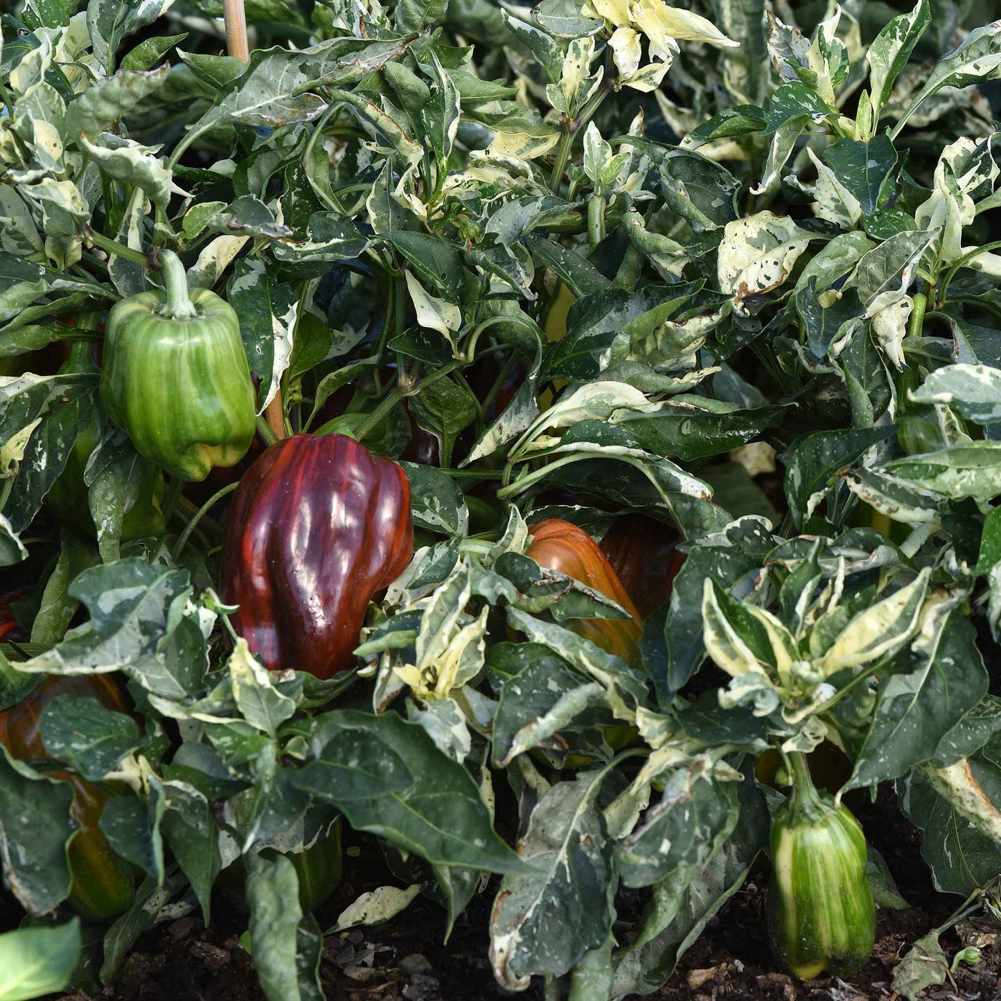 Sweet Pepper Seeds - Candy Cane Chocolate Cherry