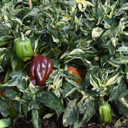 Sweet Pepper Seeds - Candy Cane Chocolate Cherry