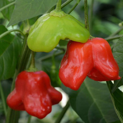 Hot Pepper Seeds - Mad Hatter