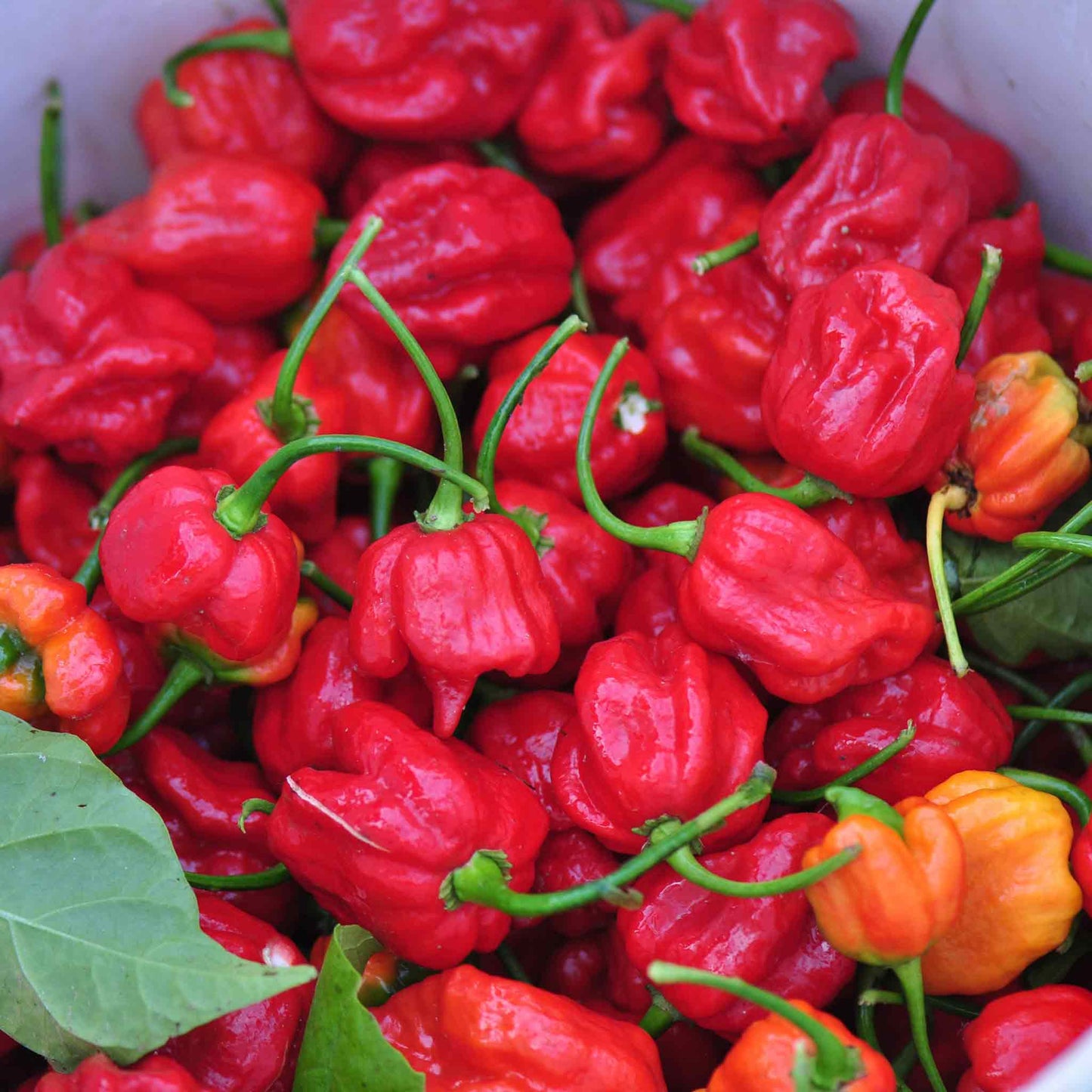Hot Pepper Seeds - Trinidad Scorpion