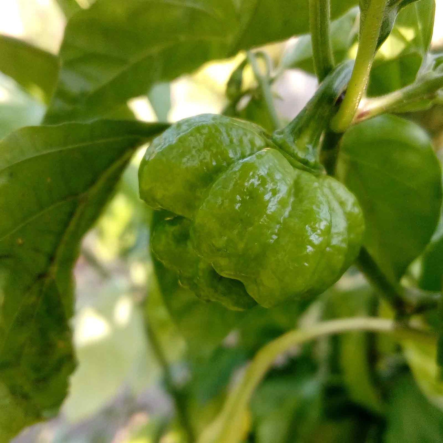 Hot Pepper Seeds - Trinidad Scorpion