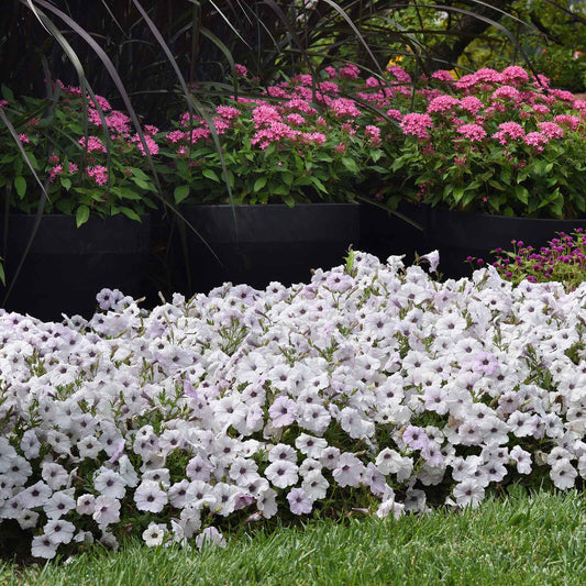Petunia Seeds - Easy Wave Silver