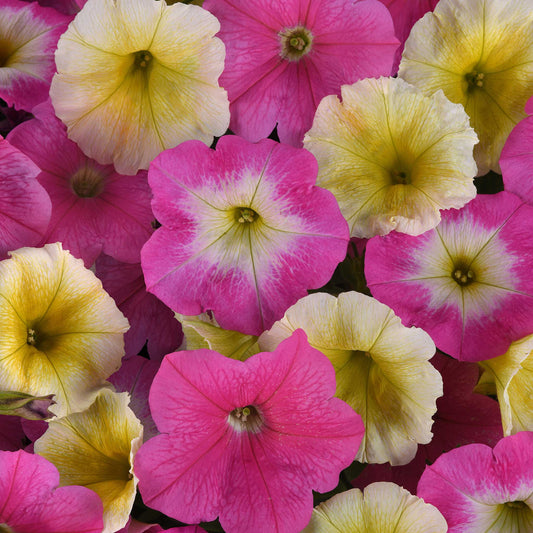 Petunia Seeds - Easy Wave Sweet Taffy