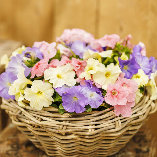 Petunia Seeds - Limbo GP Pastel Mix