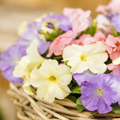 Petunia Seeds - Limbo GP Pastel Mix