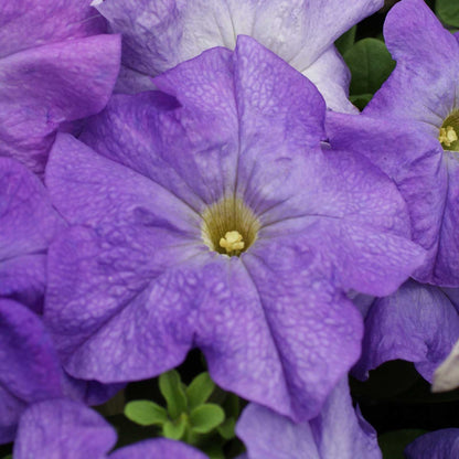 Petunia Seeds - Limbo GP Pastel Mix