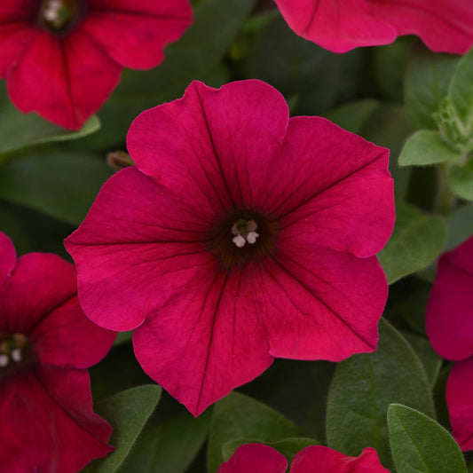 Petunia Seeds - Wave Carmine Velour