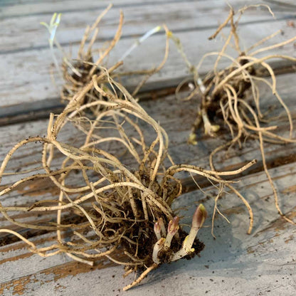 Phlox Roots - David