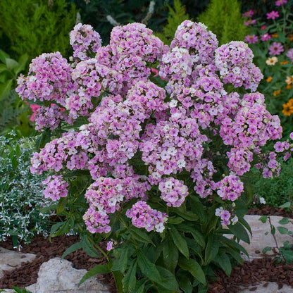Phlox Roots - Sherbet Blend