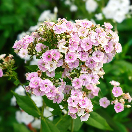 Phlox Roots - Sherbet Blend