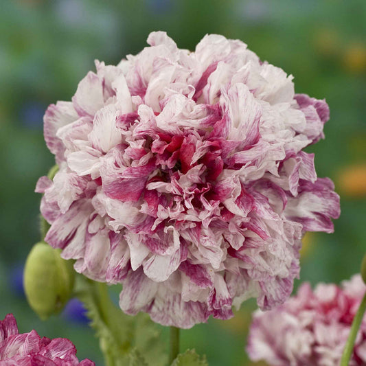 Poppy Peony Seeds - Flemish Antique
