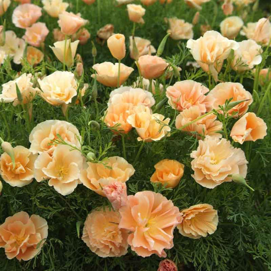 California Poppy Seeds - Thai Silk Pink Champagne