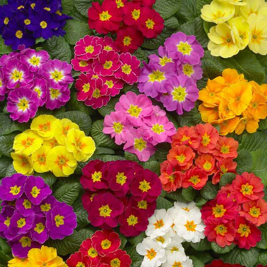 Primrose Seeds - Danova Mix