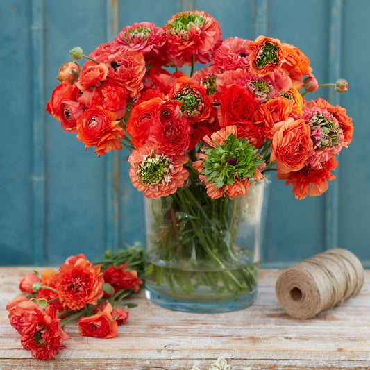 Ranunculus Bulbs - Super Green Orange