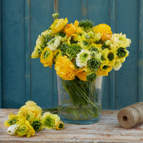 Ranunculus Bulbs - Super Green Yellow