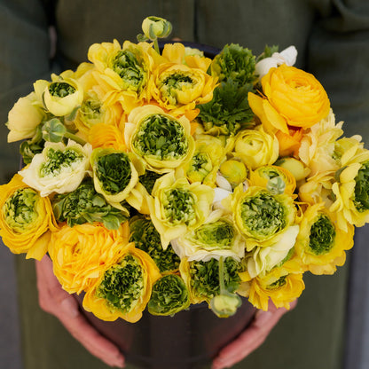 Ranunculus Bulbs - Super Green Yellow