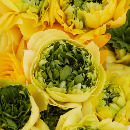 Ranunculus Bulbs - Super Green Yellow