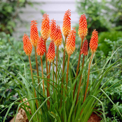 Red Hot Poker Roots - Alcazar