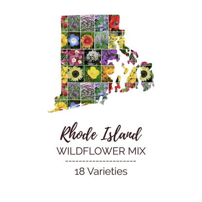 Rhode Island Wildflower Seed Mix