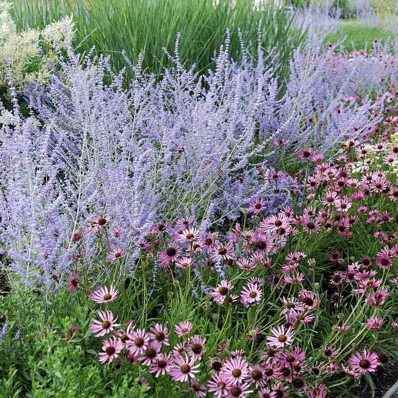 Salvia Roots - Russian Sage Blue Spire