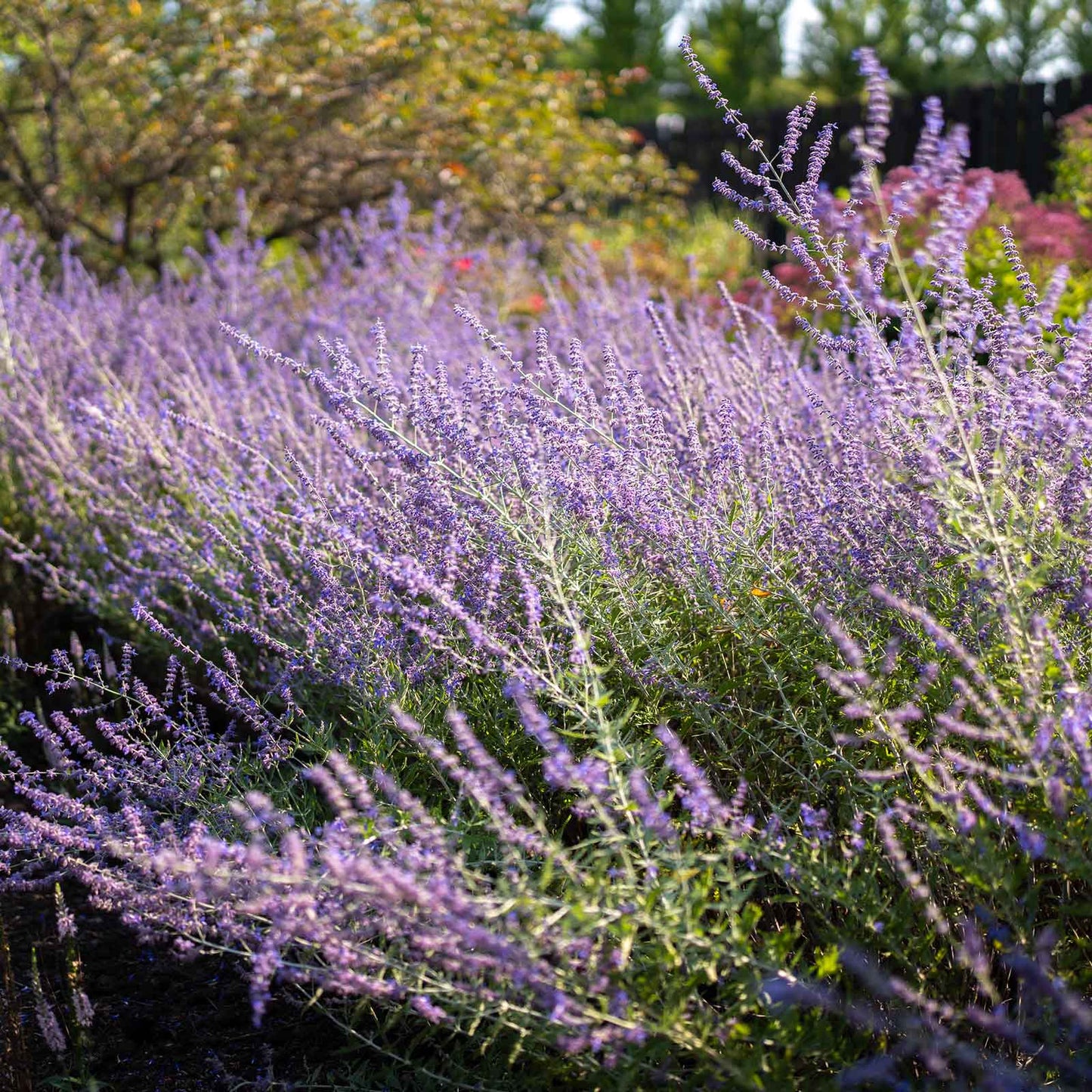 Salvia Roots - Russian Sage Blue Spire