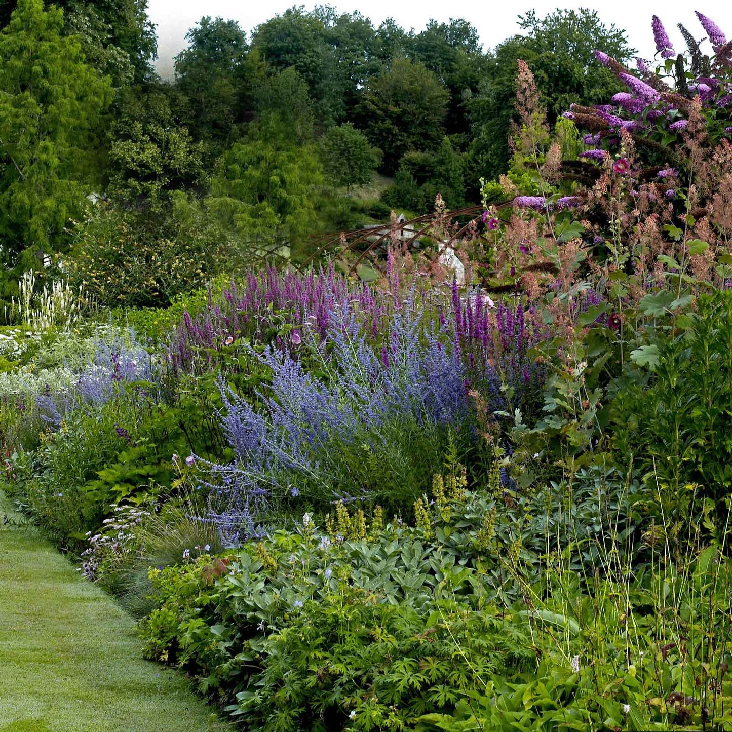 Salvia Roots - Russian Sage Blue Spire