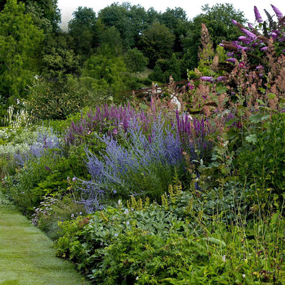 Salvia Roots - Russian Sage Blue Spire