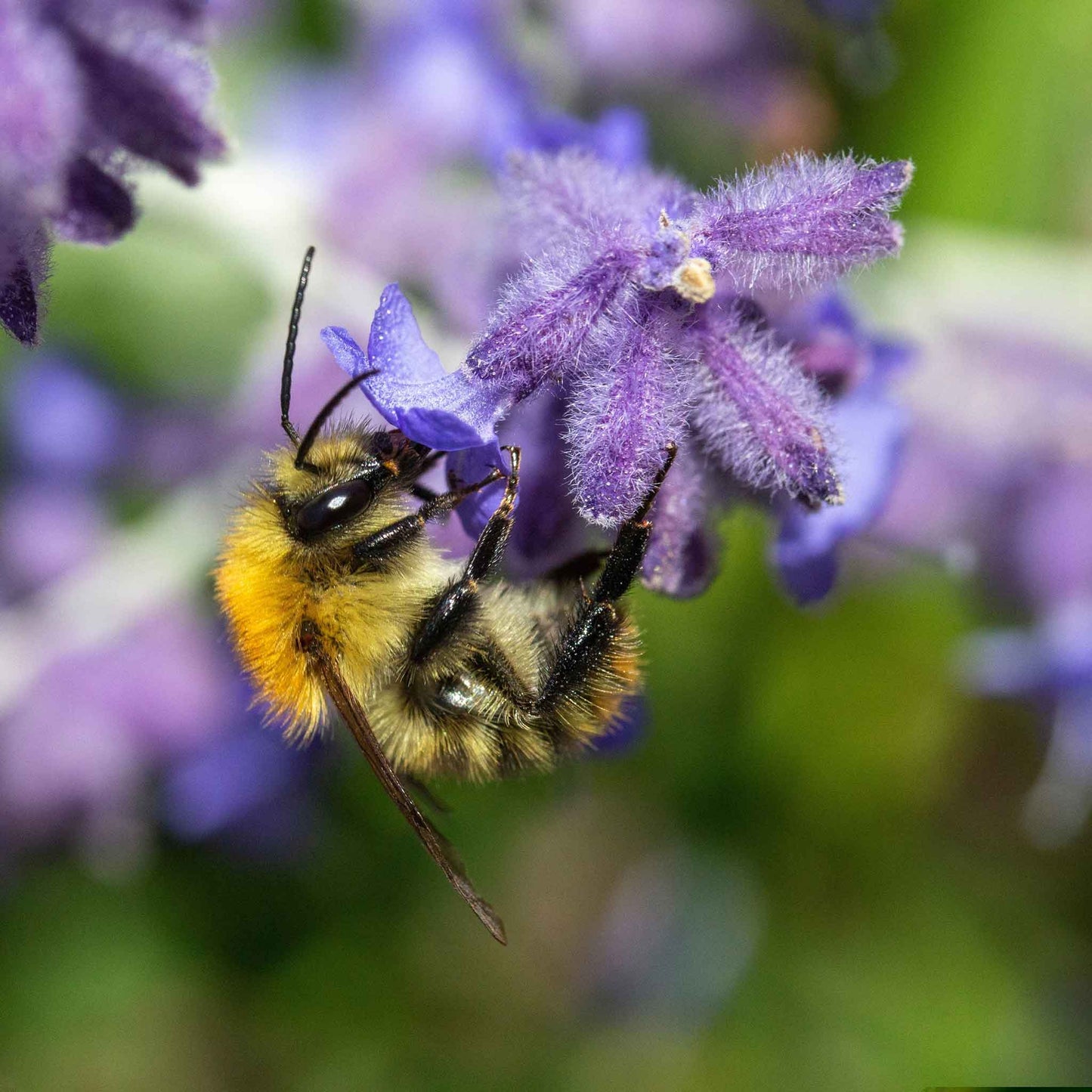 Salvia Roots - Russian Sage Blue Spire