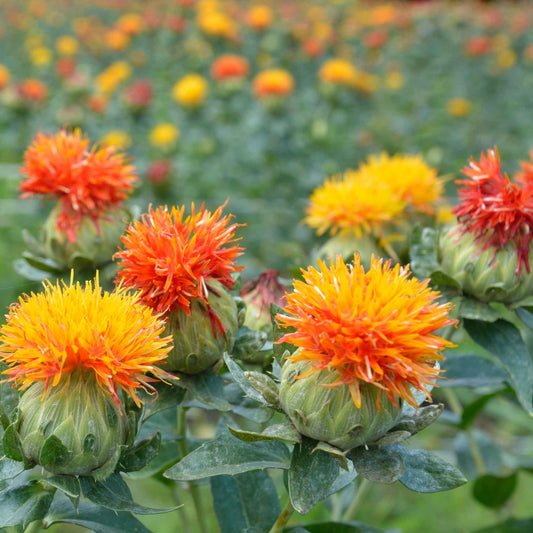Safflower Seeds - Corrales Azafran