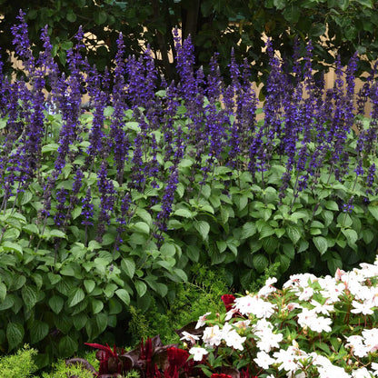 Sage Seeds - Big Blue