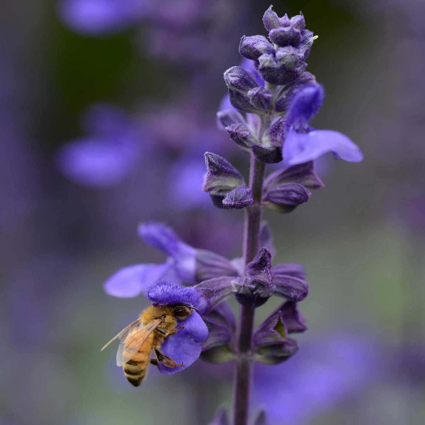 Sage Seeds - Big Blue