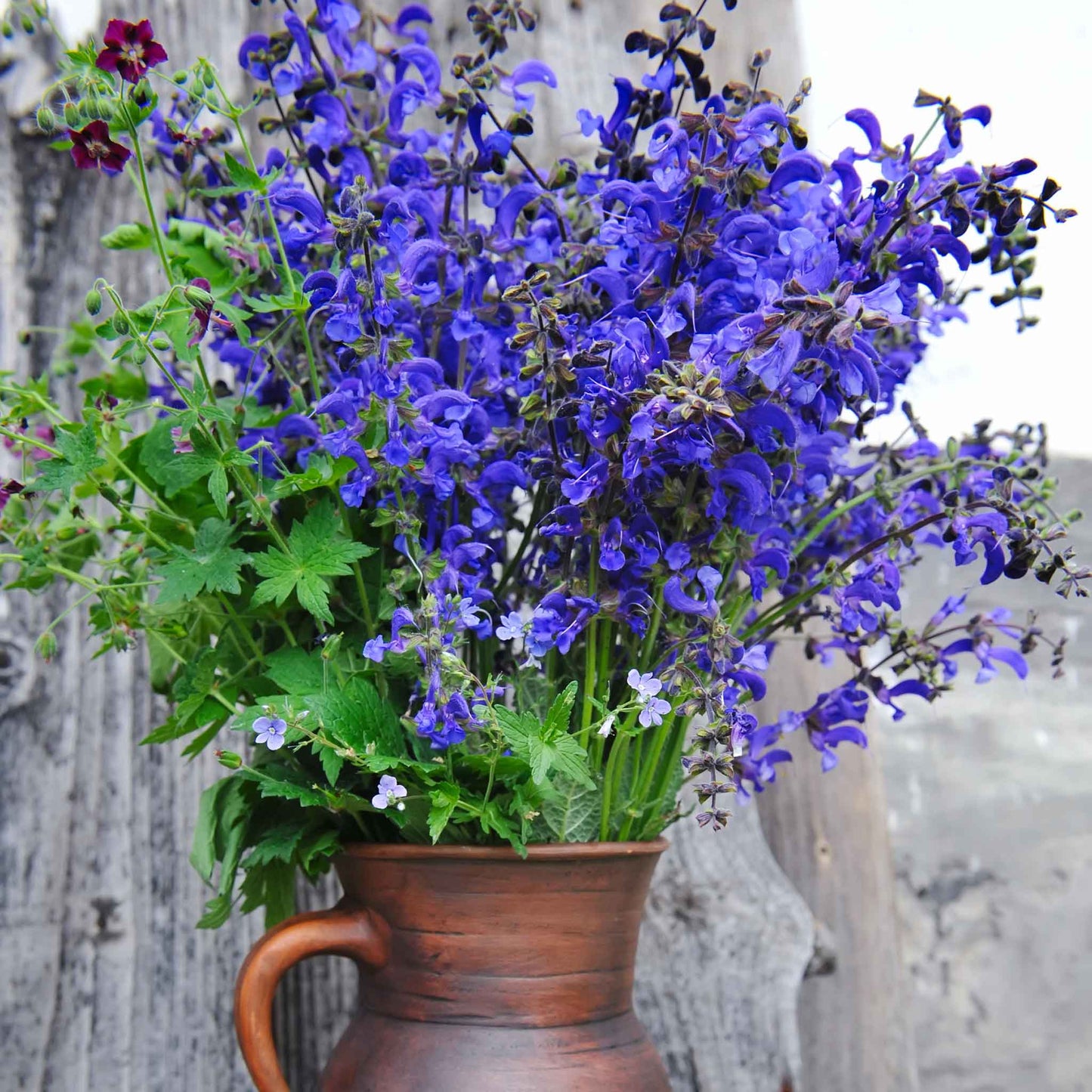 Sage Seeds - Meadow Sage