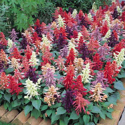 Sage Seeds - Vista Mix