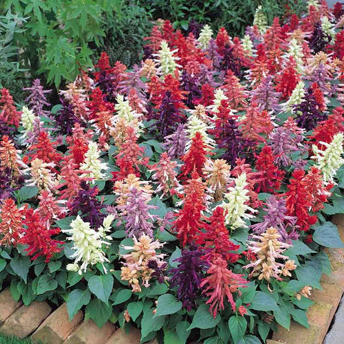 Sage Seeds - Vista Mix