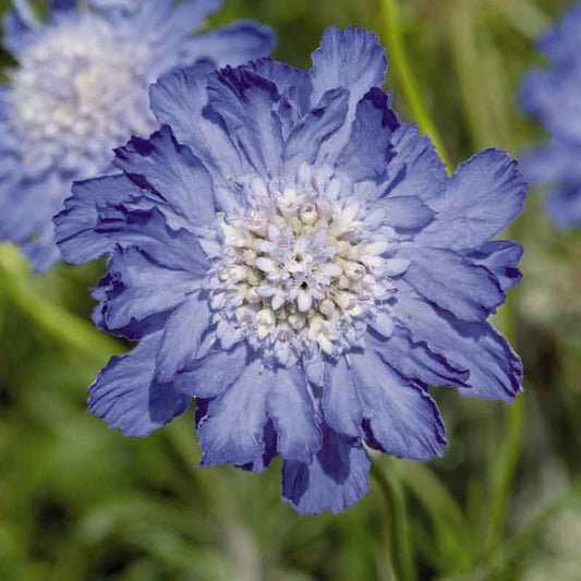 Scabiosa Seeds - Fama Deep Blue