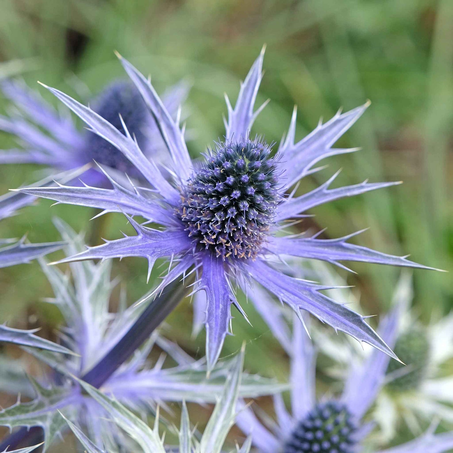 Sea Holly Roots - Blue Star