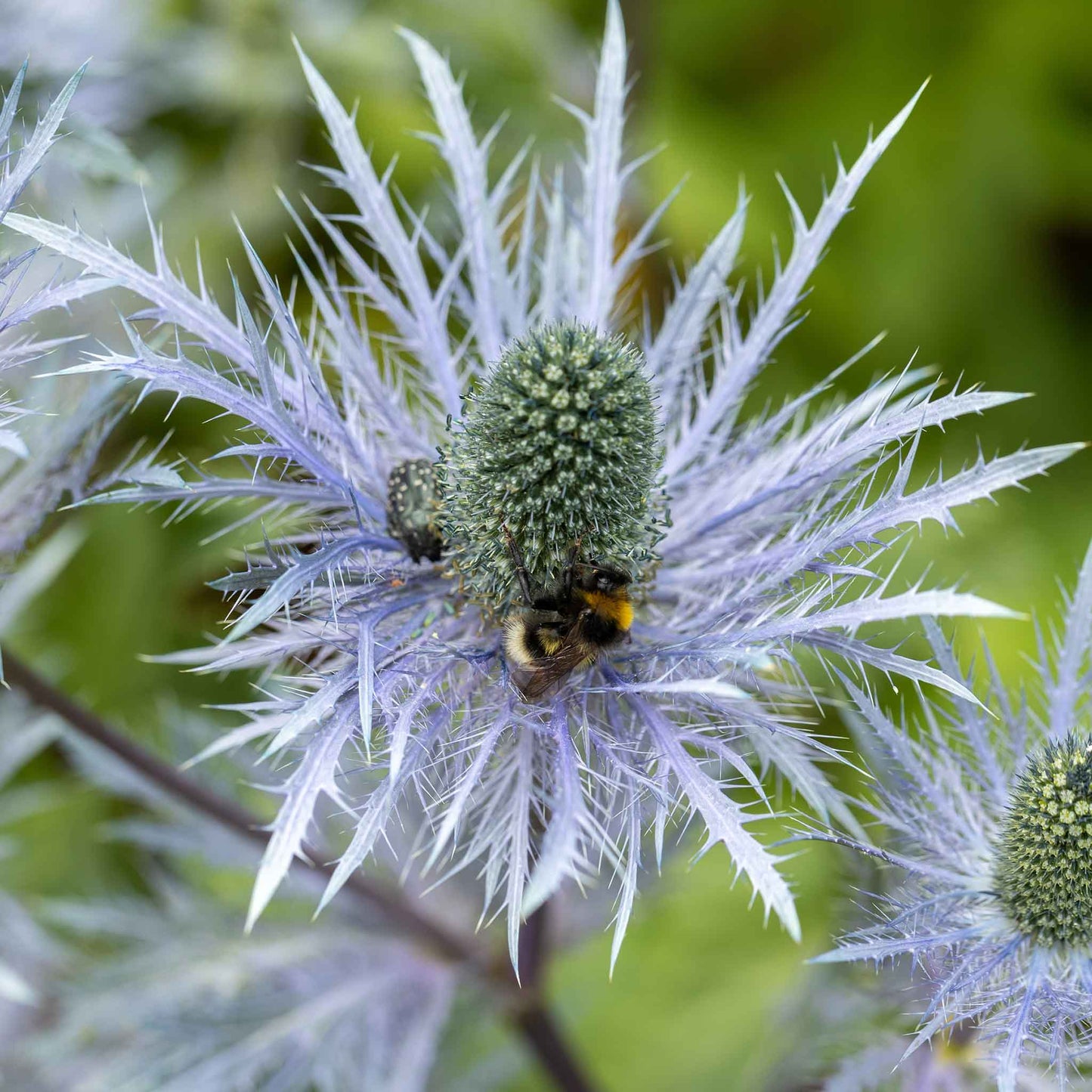 Sea Holly Roots - Blue Star