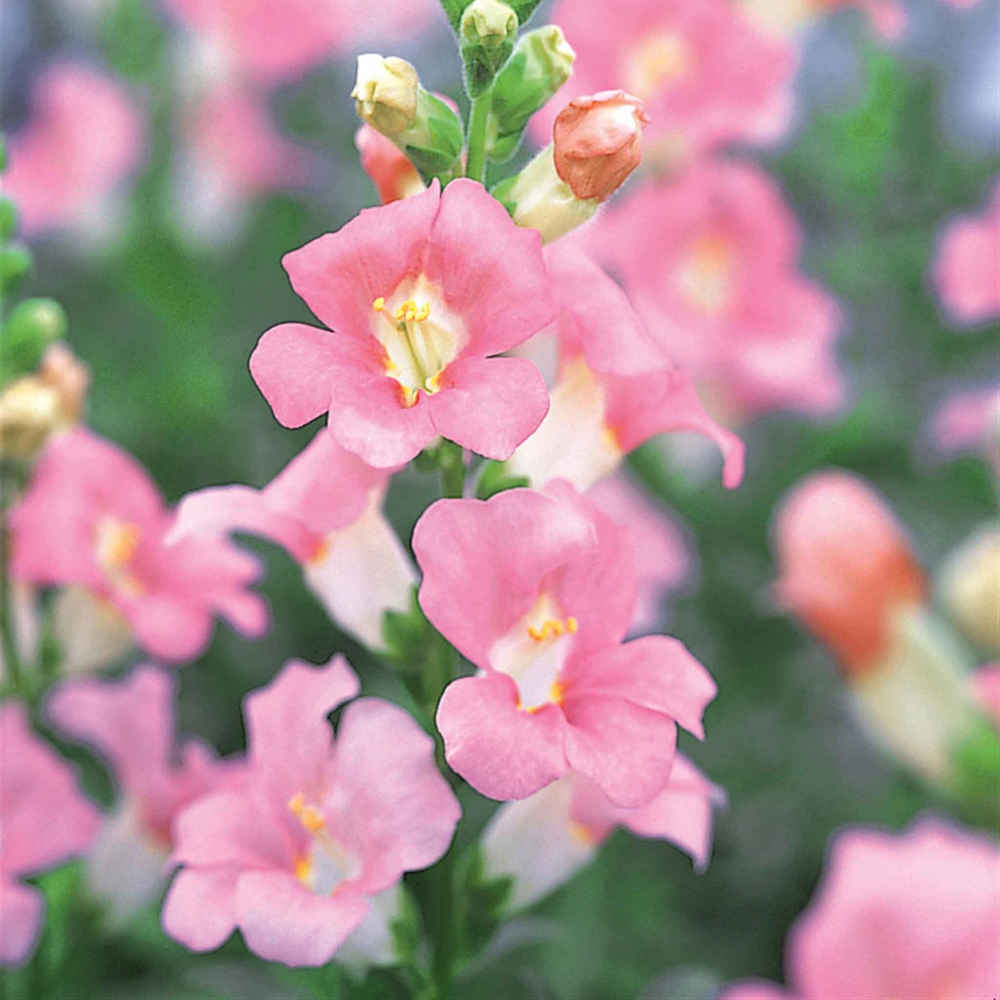 Snapdragon Seeds - Chantilly Light Pink