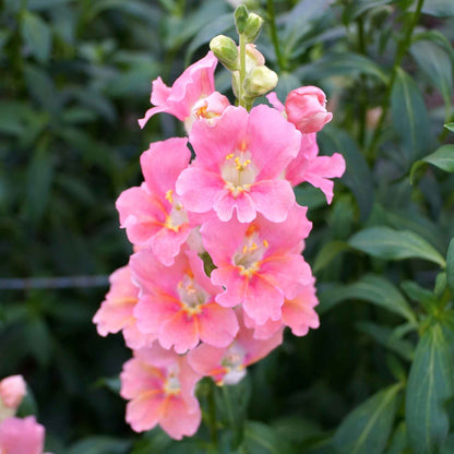 Snapdragon Seeds - Chantilly Light Pink