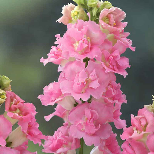 Snapdragon Seeds - Legend Double Pink