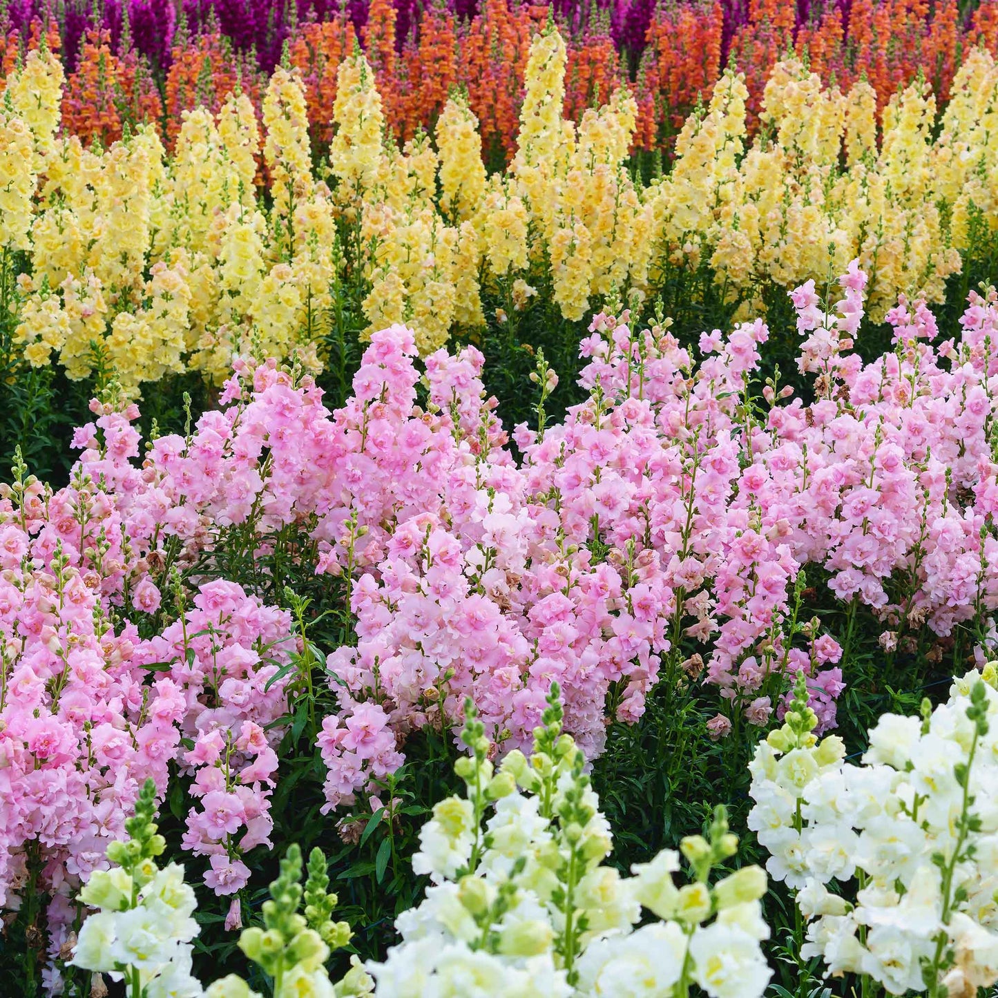 Snapdragon Seeds - Legend Double Pink