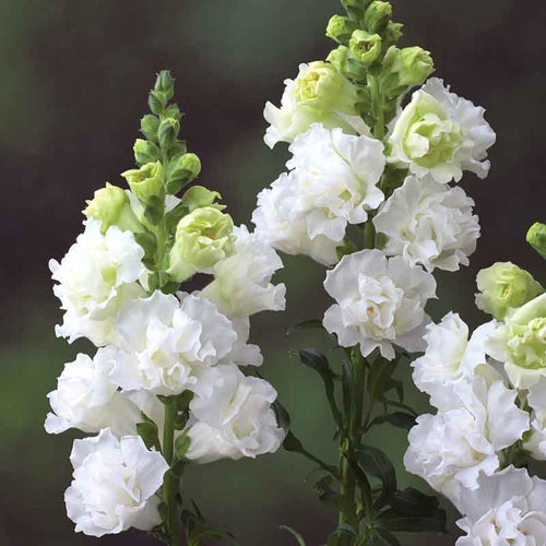 Snapdragon Seeds - Legend Double White