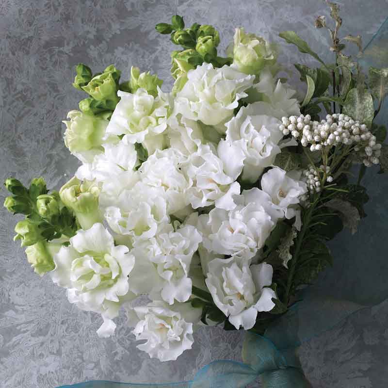 Snapdragon Seeds - Legend Double White