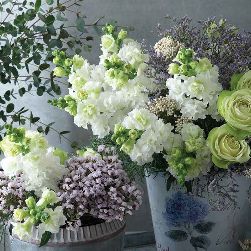 Snapdragon Seeds - Legend Double White