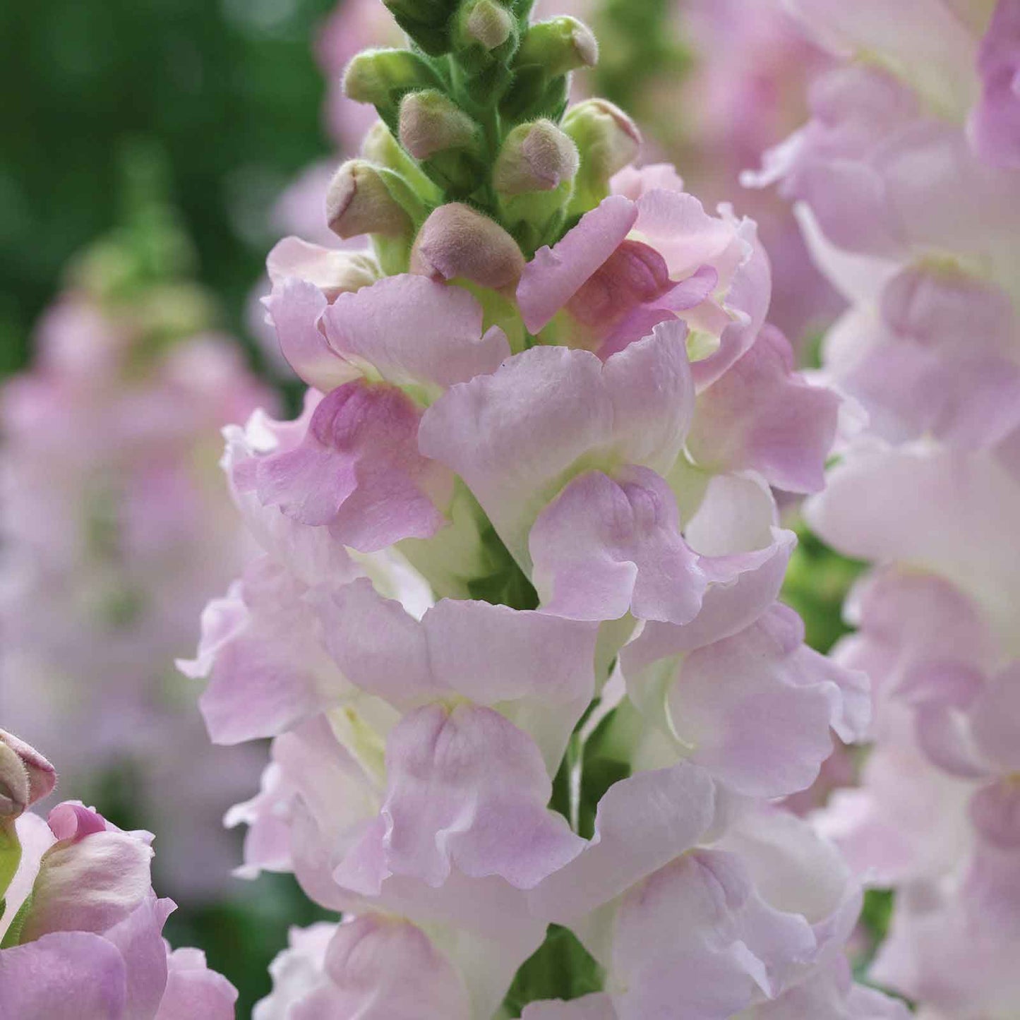 Snapdragon Seeds - Legend Light Pink